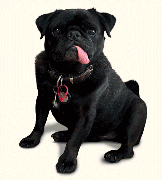 Pug3.gif